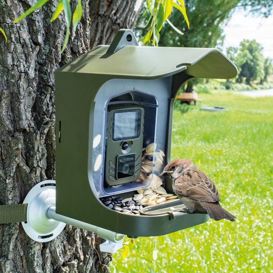 Une mangeoire avec caméra capture des clichés d'oiseaux de près